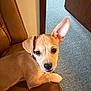 Genesis Patrick is registered to the contest to win money with this photo: puppy, dog, brown_leather_chair, indoor, carpet, door, curious, pet, young_dog, animal, fur, ears, face, paw, looking, relaxed, home, cute, small_dog, companion