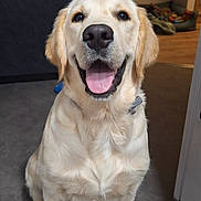 Moka a rejoint le concours — aidez-le/la à gagner de superbes lots ! dog, golden_retriever, pet, indoor, smiling, tongue_out, happy, canine, animal, fur, domestic, sitting, floor, nose, ears, collar, household, background, toy, bed