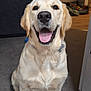 dog, golden_retriever, pet, indoor, smiling, tongue_out, happy, canine, animal, fur, domestic, sitting, floor, nose, ears, collar, household, background, toy, bed