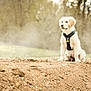 Moka a rejoint le concours — aidez-le/la à gagner de superbes lots ! dog, puppy, golden_retriever, sitting, outdoor, dirt, nature, forest, harness, pet, animal, young, fur, canine, landscape, daylight, cute, mammal, calm, alone