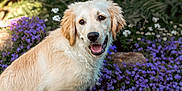 Moka a rejoint le concours — aidez-le/la à gagner de superbes lots ! dog, golden_retriever, puppy, smiling, outdoor, flowers, purple_flowers, garden, nature, fur, cute, pet, animal, happy, canine, leaf, greenery, sunlight, flora, spring