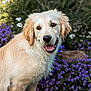 dog, golden_retriever, puppy, smiling, outdoor, flowers, purple_flowers, garden, nature, fur, cute, pet, animal, happy, canine, leaf, greenery, sunlight, flora, spring