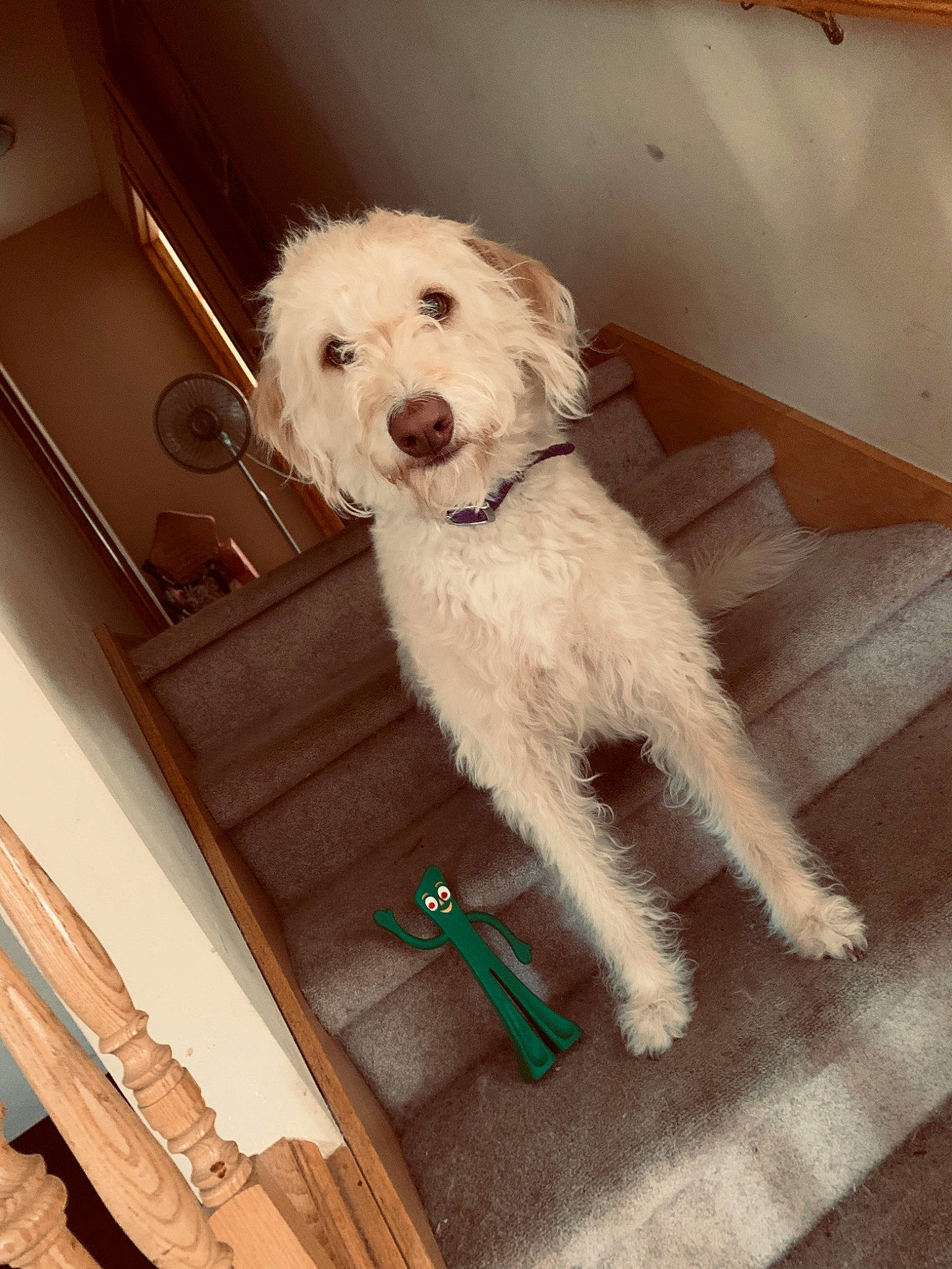 Skippy joined the competition — help win amazing prizes! canidae, carnivore, cockapoo, companion_dog, dog, dog_breed, goldendoodle, labradoodle, maltepoo, mammal, miniature_poodle, non_sporting_group, poodle, poodle_crossbreed, puppy, schnoodle, sporting_group, toy_dog, toy_poodle, vertebrate