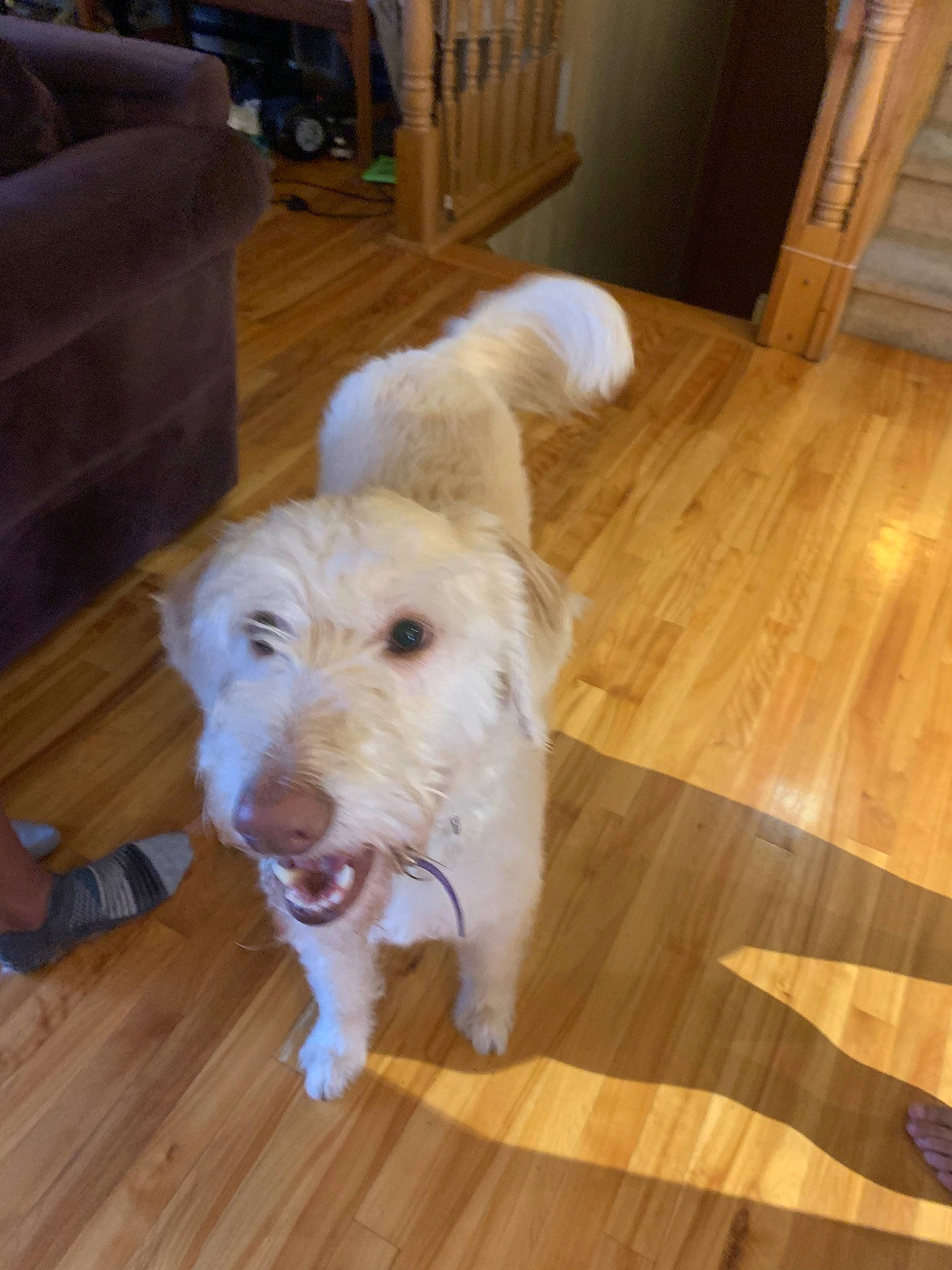 Skippy is registered to the contest to win money with this photo: canidae, carnivore, companion_dog, dog, dog_breed, floor, flooring, fur, hardwood, irish_soft_coated_wheaten_terrier, mammal, non_sporting_group, nose, rare_breed_dog, spinone_italiano, sporting_group, terrier, vertebrate, west_highland_white_terrier, wood