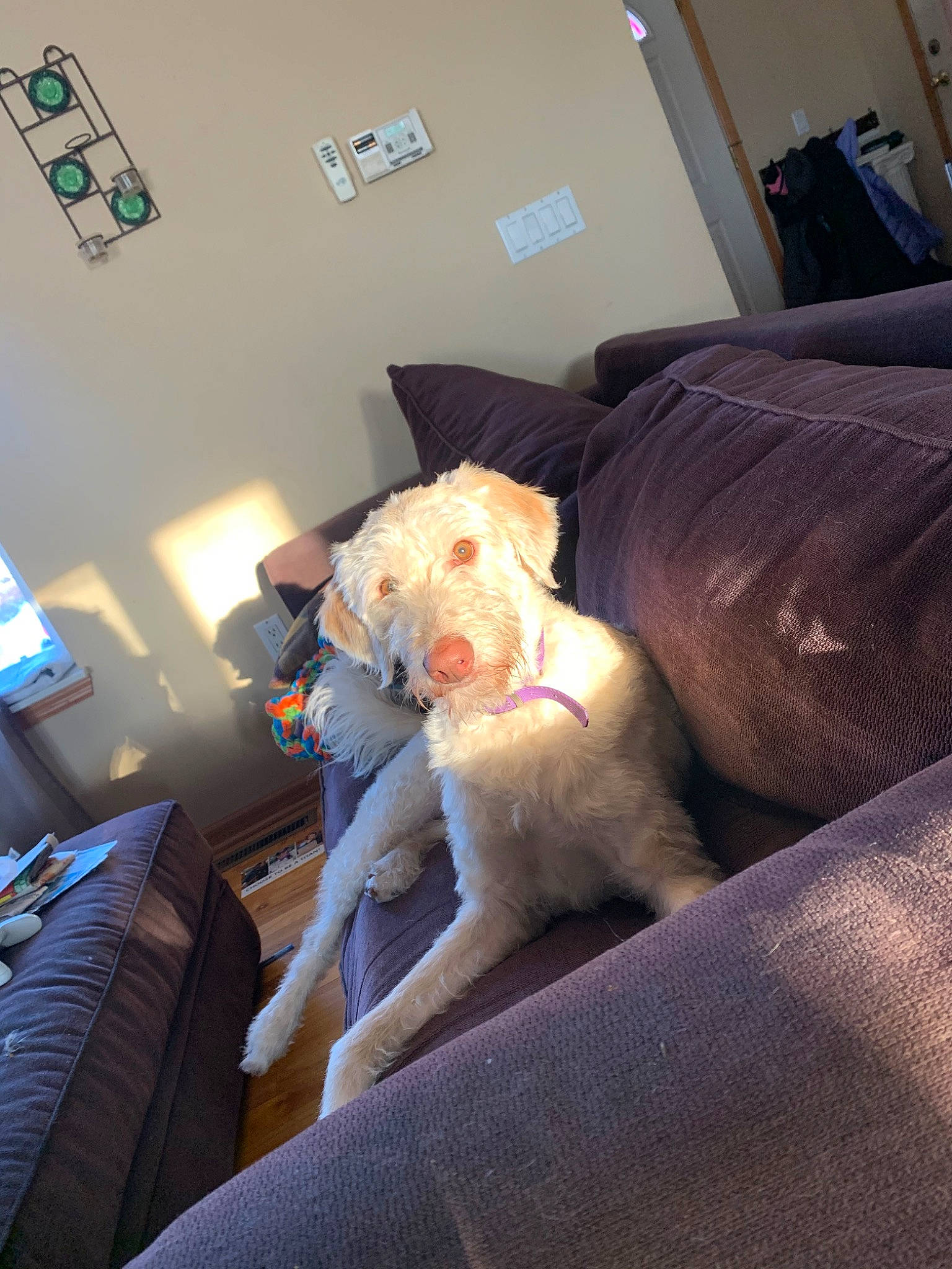 Skippy is registered to the contest to win money with this photo: canidae, carnivore, comfort, companion_dog, couch, dog, dog_breed, fox_terrier, furniture, goldendoodle, non_sporting_group, puppy, room, spinone_italiano, sporting_group