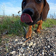 Orka a rejoint le concours — aidez-le/la à gagner de superbes lots ! dog, close_up, tongue_out, grass, rocks, outdoor, sky, blue_sky, playful, puppy, animal, nature, daylight, cute, brown_dog, collar, snout, whiskers, ground, pet