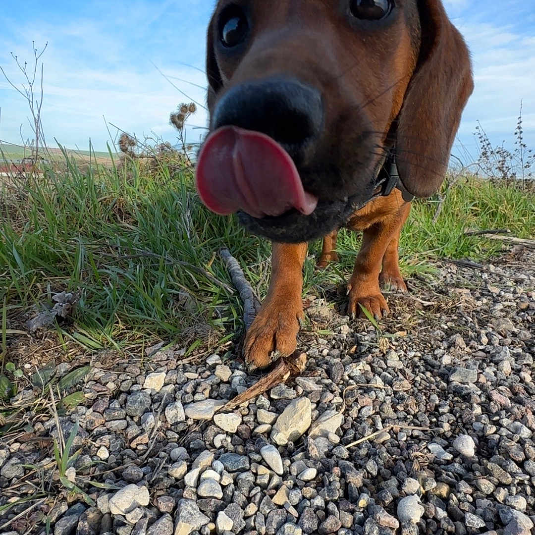 Orka