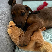 Orka a rejoint le concours — aidez-le/la à gagner de superbes lots ! puppy, dog, plush_toy, couch, blanket, sleepy, brown, snuggling, pet, indoor, soft, cozy, animal, cute, toy, resting, fur, closeup, face, relaxing