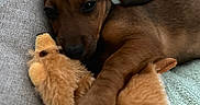Orka a rejoint le concours — aidez-le/la à gagner de superbes lots ! animal, blanket, brown, closeup, couch, cozy, cute, dog, face, fur, indoor, pet, plush_toy, puppy, relaxing, resting, sleepy, snuggling, soft, toy