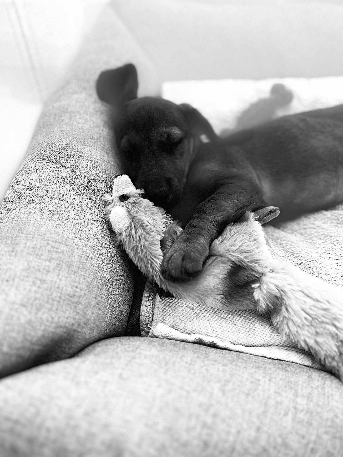 Orka