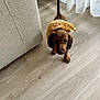 Orka a rejoint le concours — aidez-le/la à gagner de superbes lots ! puppy, dog, dachshund, costume, plush, floor, wooden_floor, indoor, curious, pet, small_dog, brown_dog, furniture, couch, curtains, tail, standing, animal, cute, domestic