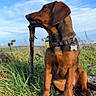 Orka a rejoint le concours — aidez-le/la à gagner de superbes lots ! dog, brown_dog, sitting, outdoor, grass, sky, stick, collar, pet, nature, field, sunlight, canine, animal, fur, ground, daytime, landscape, watchful, ears