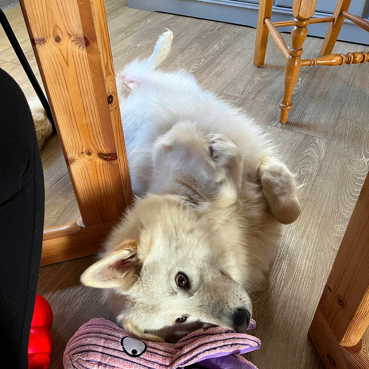 Athéna a rejoint le concours — aidez-le/la à gagner de superbes lots ! animal, architecture, barstool, building, canine, cat, couch, dog, eskimodog, furniture, hardwood, husky, indoors, interiordesign, livingroom, pet, plywood, puppy, whitedog, wood