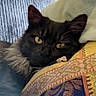 cat, black_cat, yellow_eyes, fluffy, couch, cushion, patterned_cushion, indoor, pet, relaxed, resting, feline, close_up, cozy, home, animal, fur, portrait, looking, comfort
