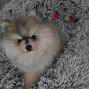 Bobby participe au concours pour gagner de l'argent avec cette photo : adorable, animal, companion, cozy, cute, cute_pet, dog, domestic_animal, fluffy, fur, gray, indoor, looking_up, pet_bed, pomeranian, puppy, resting, small_dog, soft, young