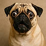 pug, dog, pet, close_up, portrait, animal, brown_eyes, beige_background, cute, funny_expression, short_fur, wrinkled_face, black_nose, whiskers, ears, mouth, indoor, mammal, companion_animal, canine