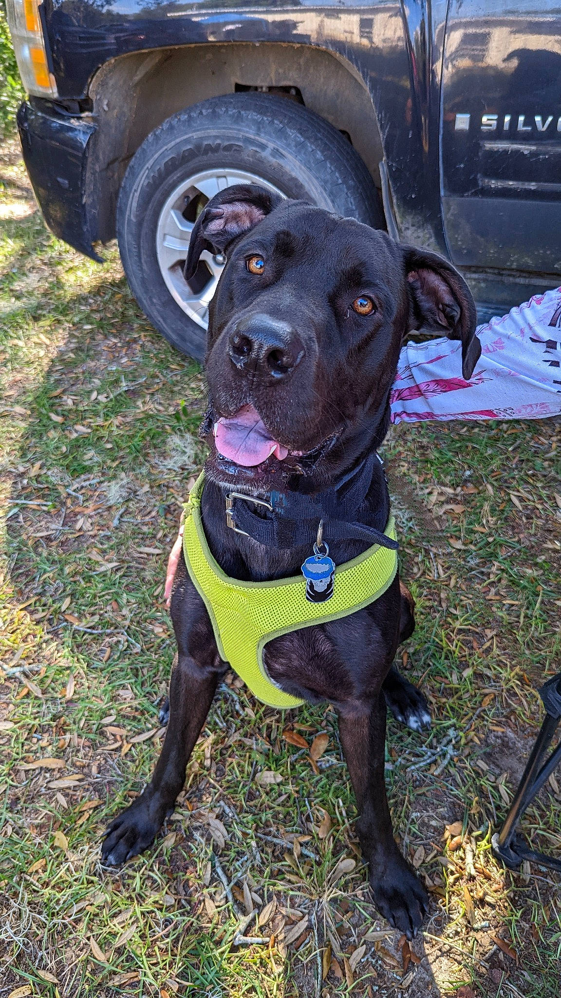 Cowboy is registered to the contest to win money with this photo: automotive_tire, carnivore, collar, companion_dog, dog, dog_breed, dog_collar, fawn, fender, gun_dog, hat, liver, snout, sporting_group, tire, tire_care, tread, vehicle, wheel, working_animal