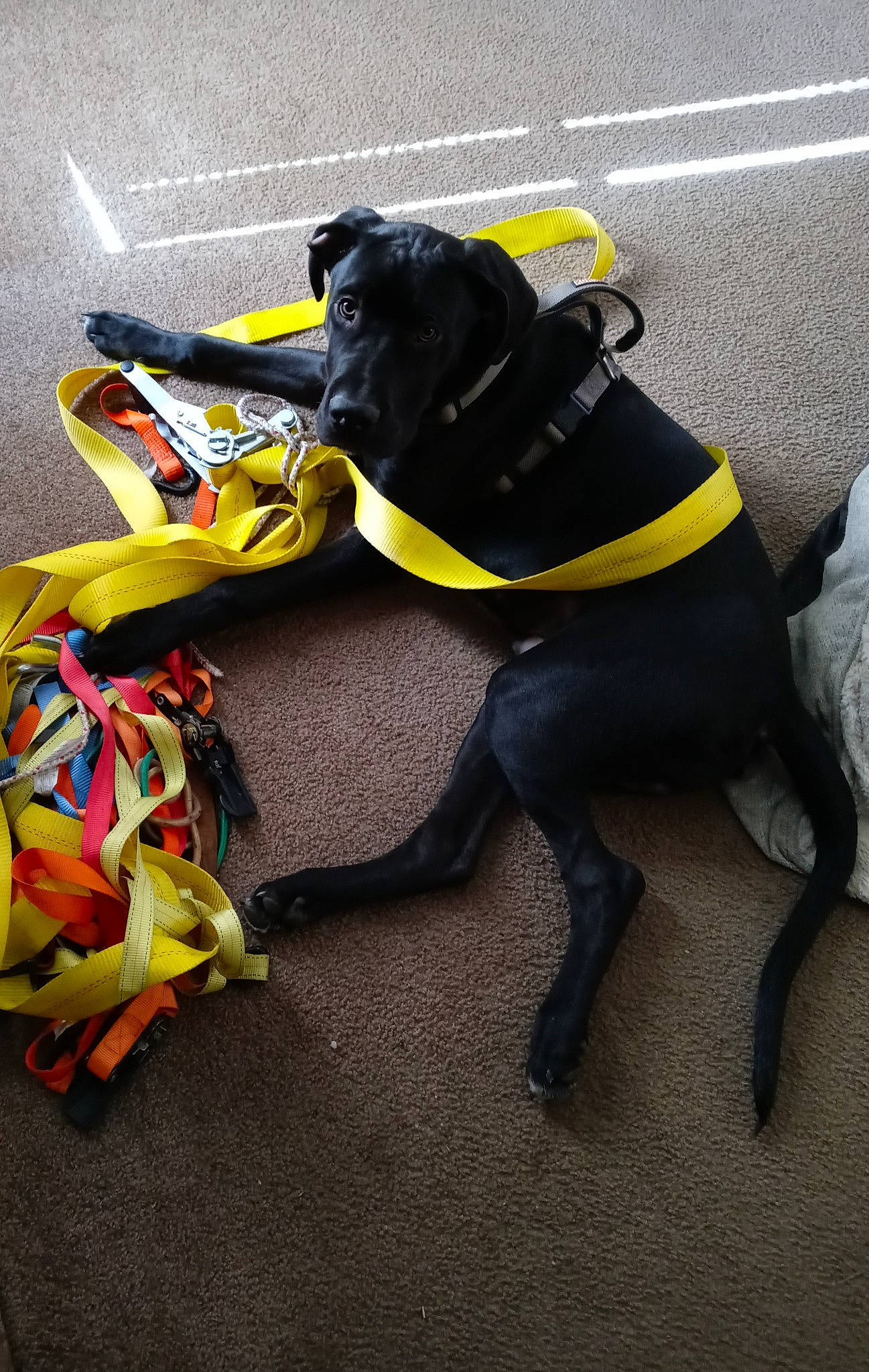 Cowboy joined the competition — help win amazing prizes! asphalt, bag, carmine, carnivore, collar, companion_dog, dog, dog_breed, dog_collar, dog_supply, fashion_accessory, flooring, hat, leash, personal_protective_equipment, pet_supply, road_surface, strap, tail, working_animal