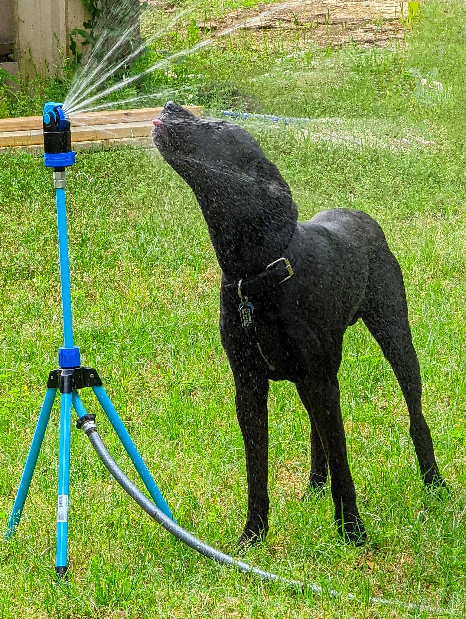 Cowboy is registered to the contest to win money with this photo: animal_sports, carnivore, collar, companion_dog, dog, dog_breed, dog_sports, dog_supply, garden_hose, grass, gun_dog, lawn, pet_supply, plant, sighthound, tail, terrestrial_animal, tire, tool, working_animal
