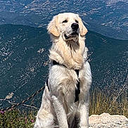 Timba participe au concours pour gagner de l'argent avec cette photo : animal, canine, cockerspaniel, dog, goldenretriever, hound, labradorretriever, mountain, mountainrange, nature, outdoors, peak, pebble, pet, puppy, rock, scenery, sky, slate, wilderness