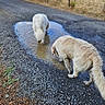 animal, curly_fur, daylight, dog, exploring, fence, field, grass, gravel, muddy, nature, outdoor, pet, puddle, road, rural, sniffing, two_dogs, walking, white_dog