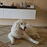 calendar, companion_animal, cute, dog, domestic_animal, floor, fur, home_decor, indoor, living_room, lying_down, mammal, pet, relaxing, resting, statue, television, tile_floor, tongue_out, white_dog