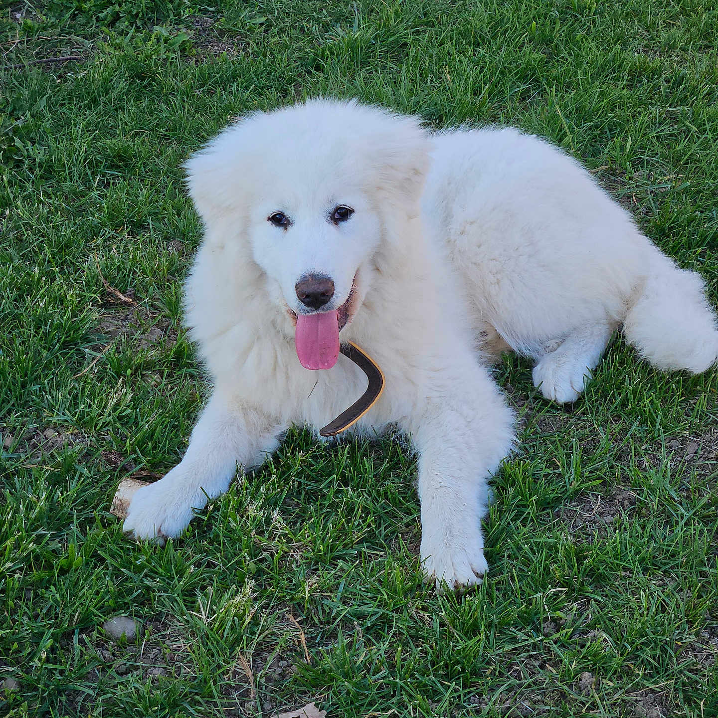 Luna participe au concours pour gagner de l'argent avec cette photo : dog, white_dog, grass, outdoor, pet, happy, panting, fluffy, canine, nature, summer, animal, playful, tongue_out, lawn, mammal, grass_field, relaxed, friendly, cute