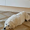 animal, cabinet, calm, companion, cute, decor, dog, floor, fluffy, fur, household, indoor, lying_down, pet, quiet, relaxed, resting, sculpture, tile_floor, white_dog