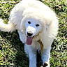 puppy, dog, white_fur, fluffy, tongue_out, plush_toy, outdoor, grass, garden, sunlight, greenery, playful, happy, running, standing, pet, canine, portrait, close_up, animal