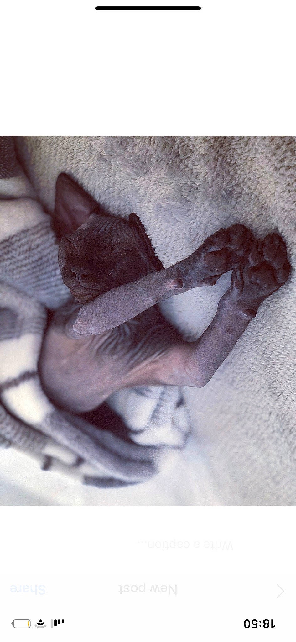 Abu is registered to the contest to win money with this photo: cat, claw, ear, felidae, fur, hand, kitten, mouth, nose, small_to_medium_sized_cats, sphynx