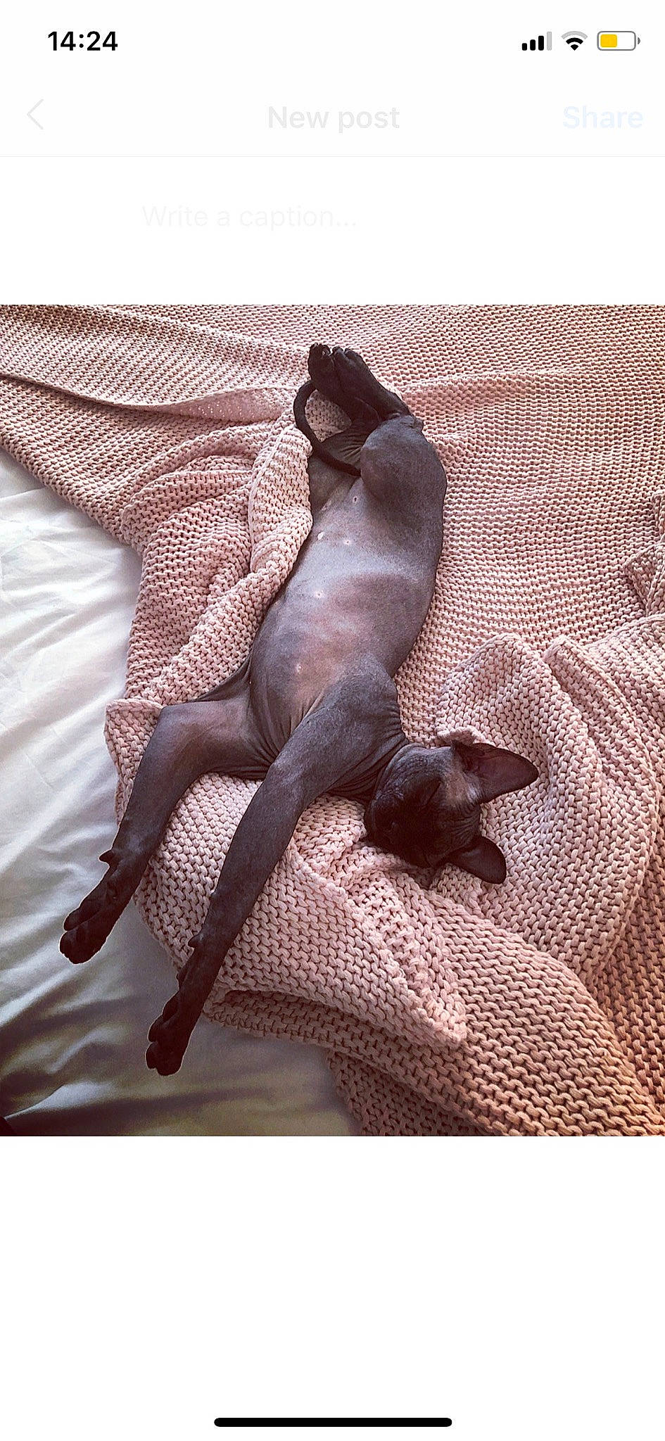 Abu joined the competition — help win amazing prizes! beige, brown, canidae, fawn, italian_greyhound, tail, tights