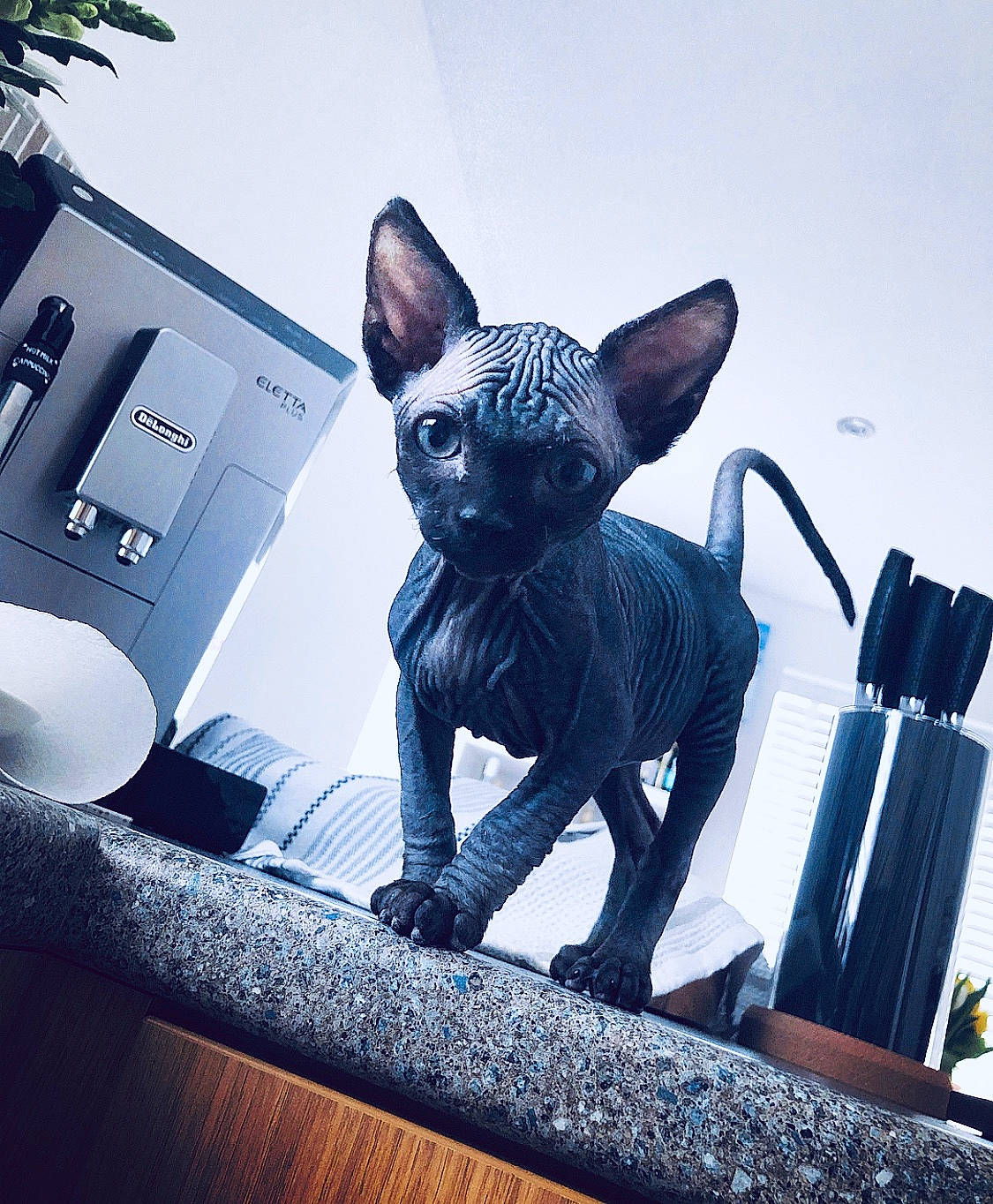 Abu is registered to the contest to win money with this photo: carnivore, cat, cornish_rex, devon_rex, donskoy, felidae, kitten, mammal, peterbald, rex_cat, small_to_medium_sized_cats, snout, sphynx, ukrainian_levkoy, vertebrate, whiskers