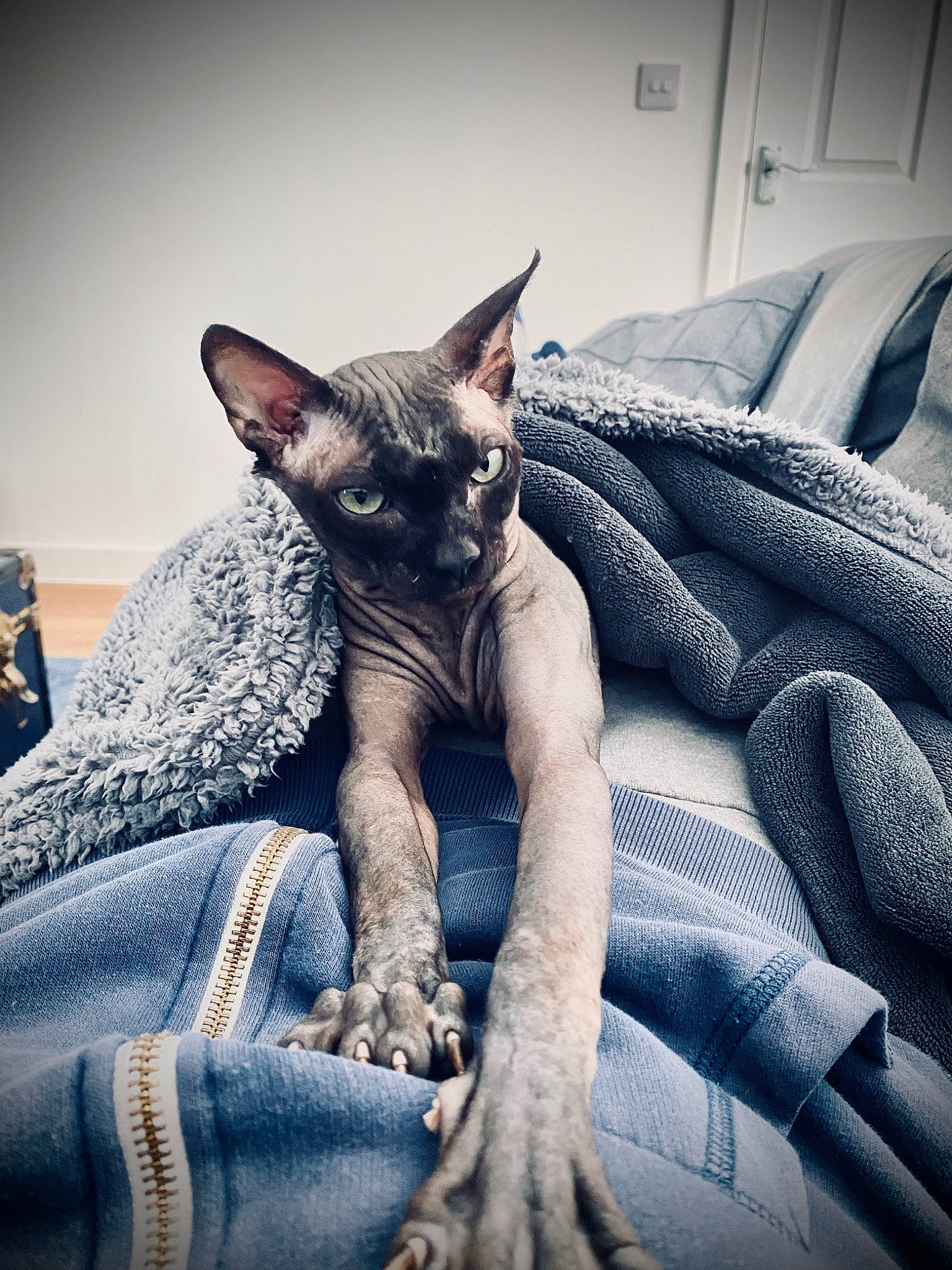 Abu is registered to the contest to win money with this photo: asian, carnivore, cat, cornish_rex, devon_rex, donskoy, felidae, kitten, mammal, peterbald, rex_cat, small_to_medium_sized_cats, snout, sphynx, vertebrate, whiskers