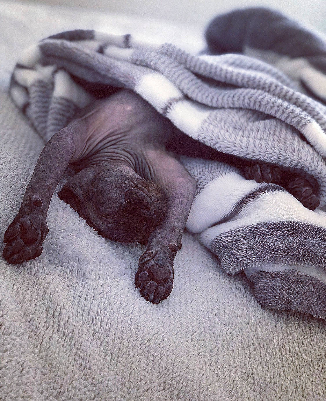 Abu joined the competition — help win amazing prizes! claw, close_up, fur, hand, paw, photography, tail, textile, wool