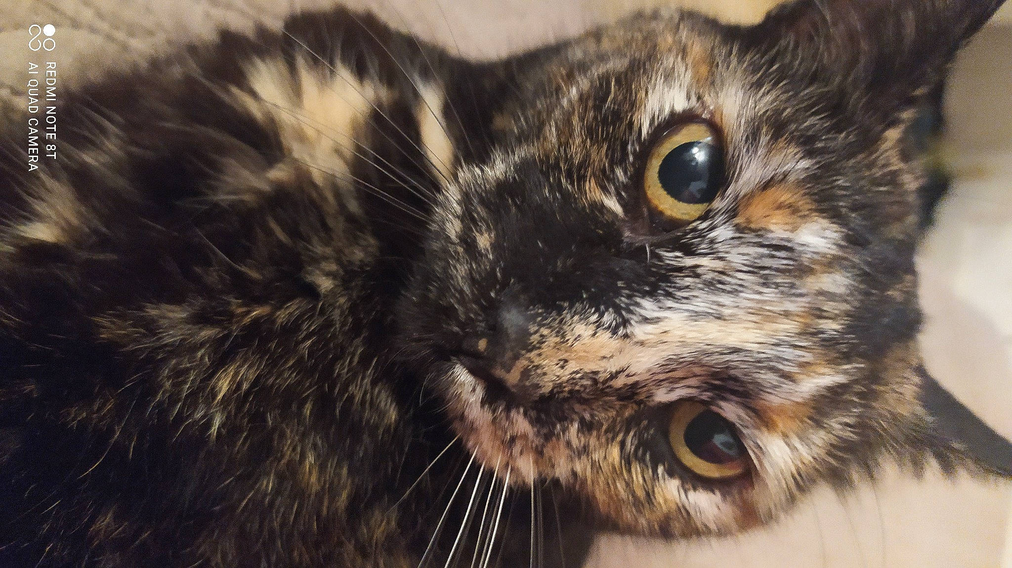 Nelly a rejoint le concours — aidez-le/la à gagner de superbes lots ! carnivore, cat, close_up, domestic_short_haired_cat, ear, eyelash, felidae, fur, iris, macro_photography, small_to_medium_sized_cats, snout, terrestrial_animal, whiskers, wildlife