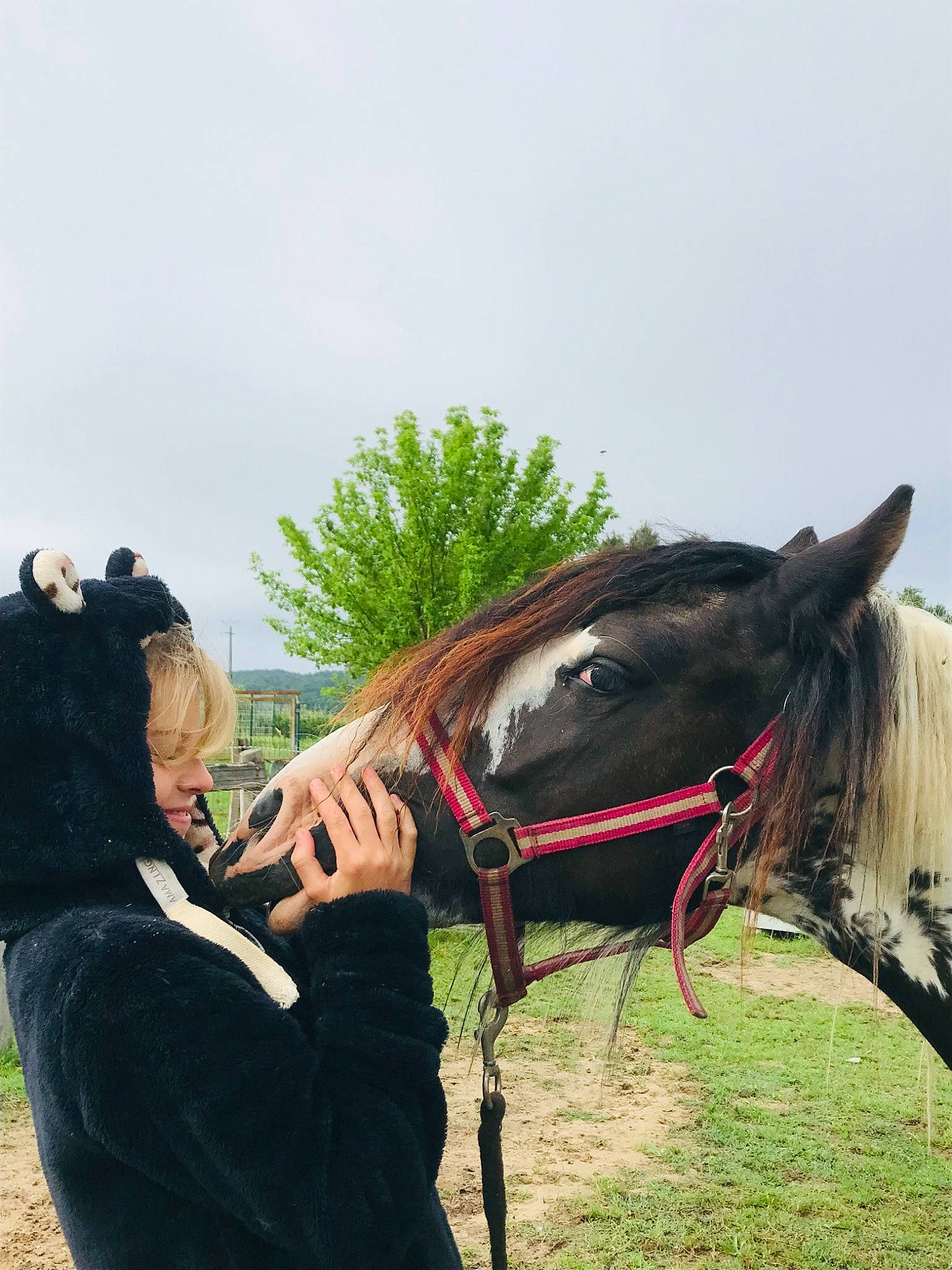 Cheval participe au concours pour gagner de l'argent avec cette photo : bit, bridle, equestrianism, halter, headgear, horse, horse_supplies, horse_tack, jockey, liver, mane, pack_animal, plant, recreation, rein, saddle, sky, sorrel, tree, working_animal