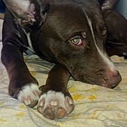 Daisy is registered to the contest to win money with this photo: animal, blanket, brown_dog, canine, close_up, dog, domestic, ears, face, fur, household, indoor, looking_sideways, lying_down, nose, paw, pet, resting, white_paws, yellow_flower_pattern