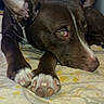 animal, blanket, brown_dog, canine, close_up, dog, domestic, ears, face, fur, household, indoor, looking_sideways, lying_down, nose, paw, pet, resting, white_paws, yellow_flower_pattern