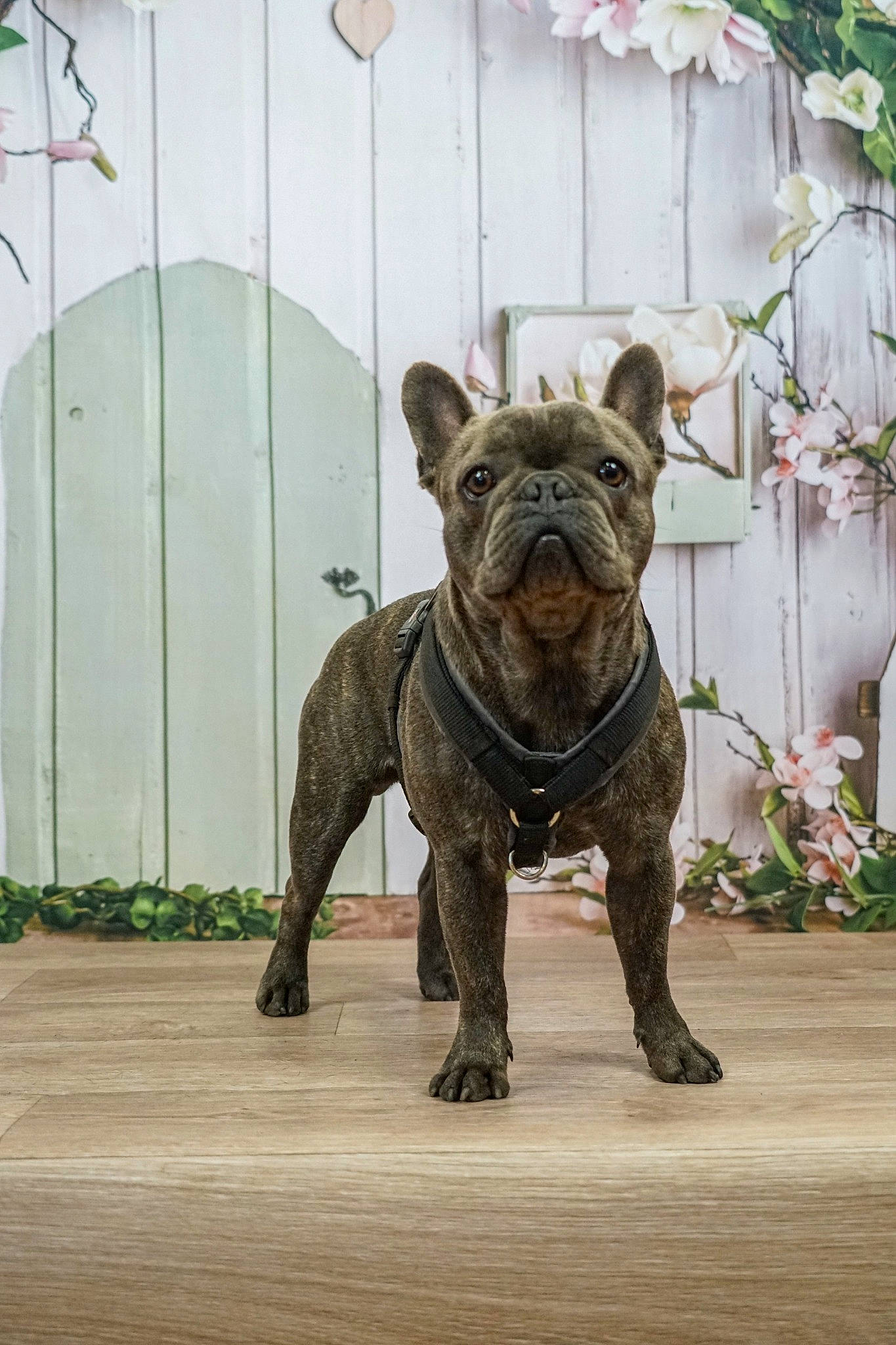 Tako participe au concours pour gagner de l'argent avec cette photo : bulldog, canidae, carnivore, collar, companion_dog, dog, dog_breed, dog_collar, fawn, felidae, french_bulldog, molosser, plant, sculpture, tail, terrestrial_animal, toy_dog, whiskers, wood, working_animal