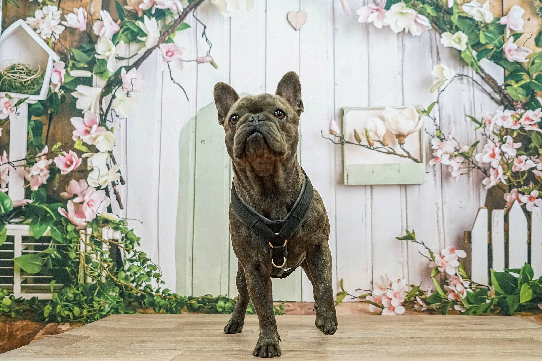 Tako a rejoint le concours — aidez-le/la à gagner de superbes lots ! art, carnivore, companion_dog, dog, dog_breed, event, fawn, felidae, flower, flower_arranging, grass, grey, plant, sculpture, snout, sporting_group, terrestrial_animal, water, wood, working_animal