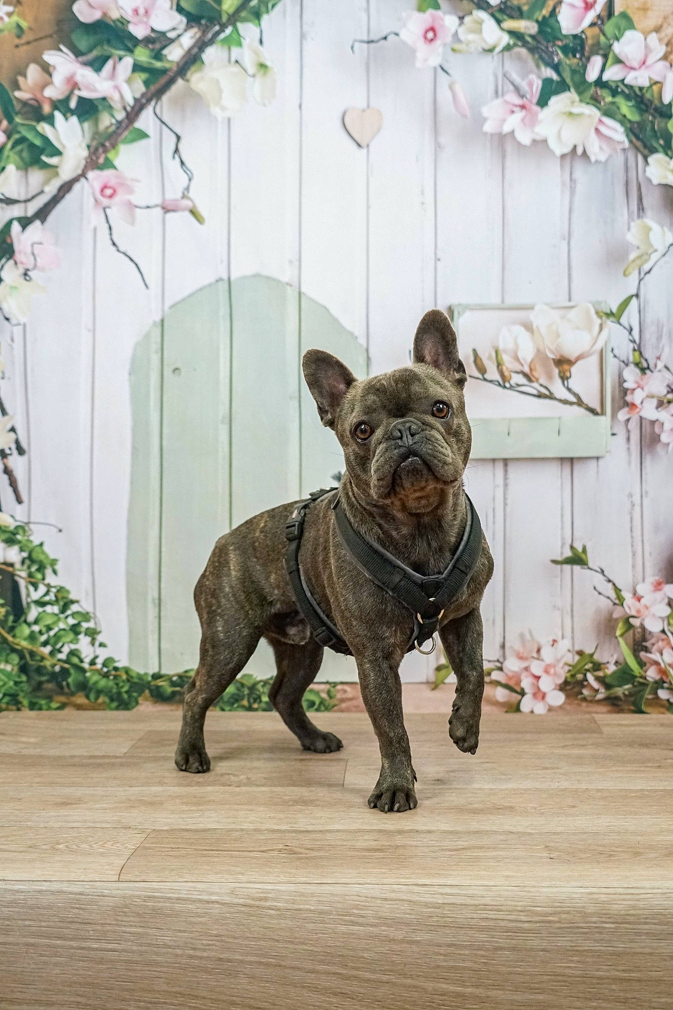 Tako participe au concours pour gagner de l'argent avec cette photo : bulldog, canidae, carnivore, collar, companion_dog, dog, dog_breed, fawn, flower, liver, metal, plant, sculpture, snout, sporting_group, statue, tail, terrestrial_animal, wood, working_animal