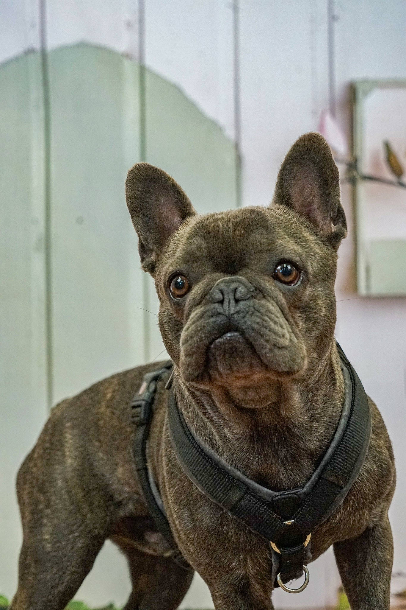 Tako a rejoint le concours — aidez-le/la à gagner de superbes lots ! bulldog, canidae, carnivore, collar, companion_dog, dog, dog_breed, dog_collar, ear, fawn, french_bulldog, liver, molosser, snout, sporting_group, terrestrial_animal, toy_dog, whiskers, working_animal, wrinkle