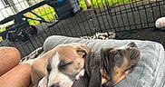 Bruno is registered to the contest to win money with this photo: puppies, dogs, sleeping, cuddling, pets, animals, canine, lap, person, outdoor, playpen, grass, yard, toys, blanket, closeup, adorable, relaxed, brown_white, black_tan