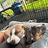 puppies, dogs, sleeping, cuddling, pets, animals, canine, lap, person, outdoor, playpen, grass, yard, toys, blanket, closeup, adorable, relaxed, brown_white, black_tan