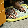Bruno is registered to the contest to win money with this photo: puppies, dogs, sleeping, pet_bed, indoor, resting, lying_down, brown_dog, black_dog, collar, plaid, cushion, bone_toy, wooden_furniture, cabinet, floor, tile, cozy, animals, nap
