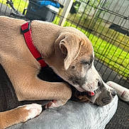 Bruno joined the competition — help win amazing prizes! puppy, dog, pet, sleeping, tired, harness, red_harness, tan_fur, white_fur, black_fur, animal, lap, pet_carrier, crate, toy, bottle, outdoor, grass, close_up, candid