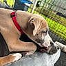 puppy, dog, pet, sleeping, tired, harness, red_harness, tan_fur, white_fur, black_fur, animal, lap, pet_carrier, crate, toy, bottle, outdoor, grass, close_up, candid