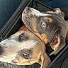 Bruno is registered to the contest to win money with this photo: dogs, two_dogs, puppies, blue_eyes, brown_fur, short_hair, close_up, portrait, animal, pet, cuddling, lying_down, carrier, travel, car, seat, adorable, funny, outdoors, photography