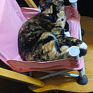 Charly joined the competition — help win amazing prizes! cat, calico_cat, feline, pet, pink_chair, chair, indoor, wooden_table, wooden_chair, relaxed, curled_up, portrait, whiskers, bell_collar, cozy, fur, tabby, paws, home, furniture