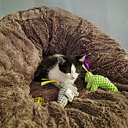 Sony participe au concours pour gagner de l'argent avec cette photo : kitten, cat, pet_bed, toy, plush, furry, indoor, cute, animal, black_and_white, small, cozy, curious, soft, resting, playful, domestic_cat, feline, young, comfortable